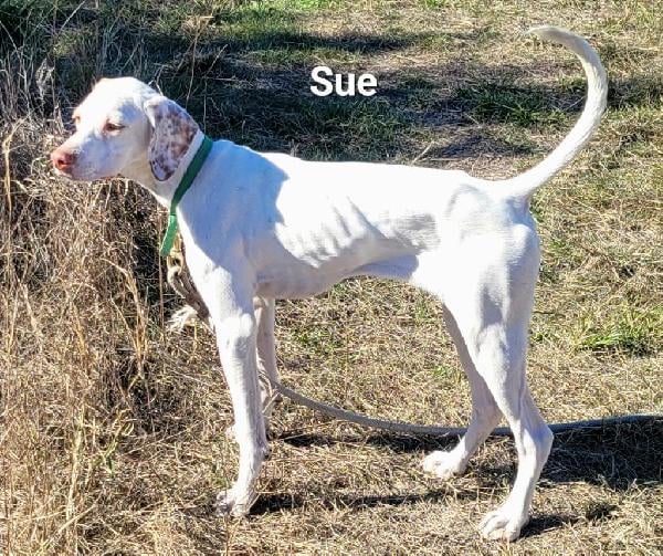 ELHEW POINTER SUE English Pointer