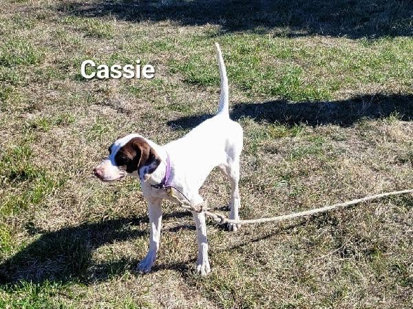ELHEW LF POINTER CASSY English Pointer