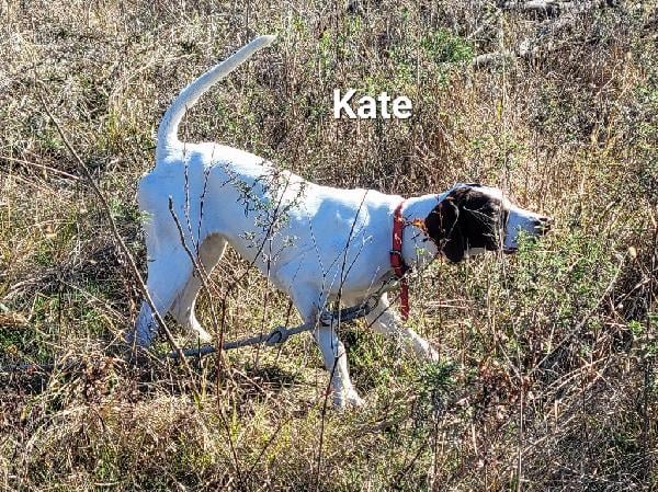 ELHEW LF POINTER KATE English Pointer