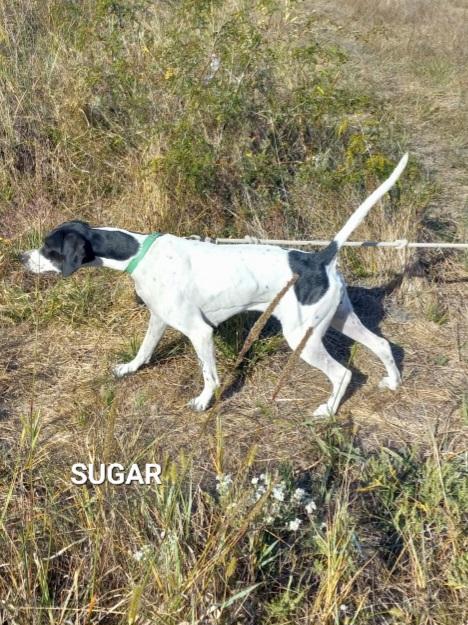English Pointer