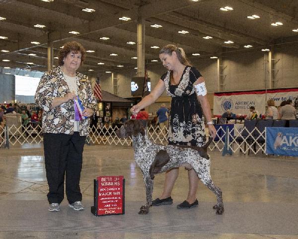 German Shorthaired Pointer