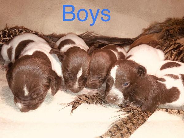 German Shorthaired Pointer