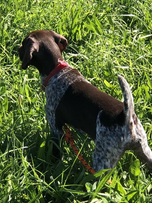 German Shorthaired Pointer
