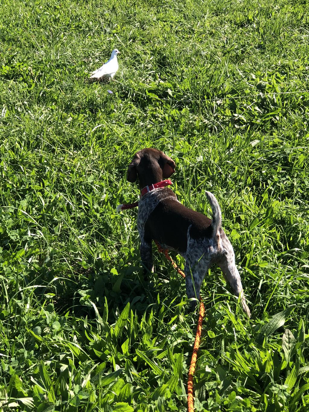 13 WEEKS OLD. PROVEN REPEAT BREEDING German Shorthaired Pointer