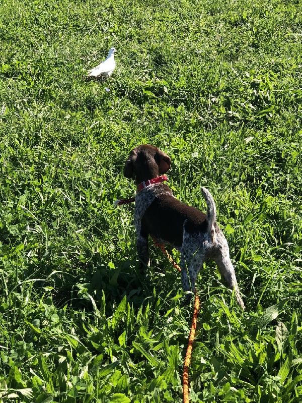 13 WEEKS OLD. PROVEN REPEAT BREEDING German Shorthaired Pointer