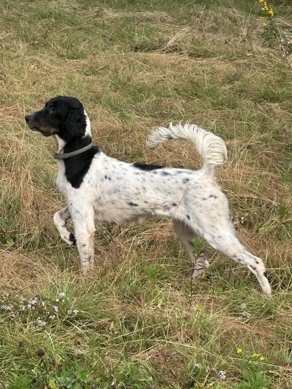ENGLISH SETTER FEMALE English Setter