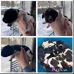 GSP PUPPIES IN MAINE