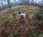 ENGLISH SETTER PUPS IN MAINE 2026