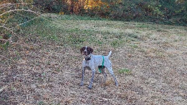 German Shorthaired Pointer