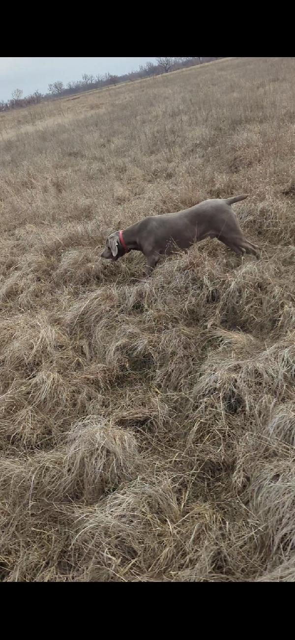 Weimaraner
