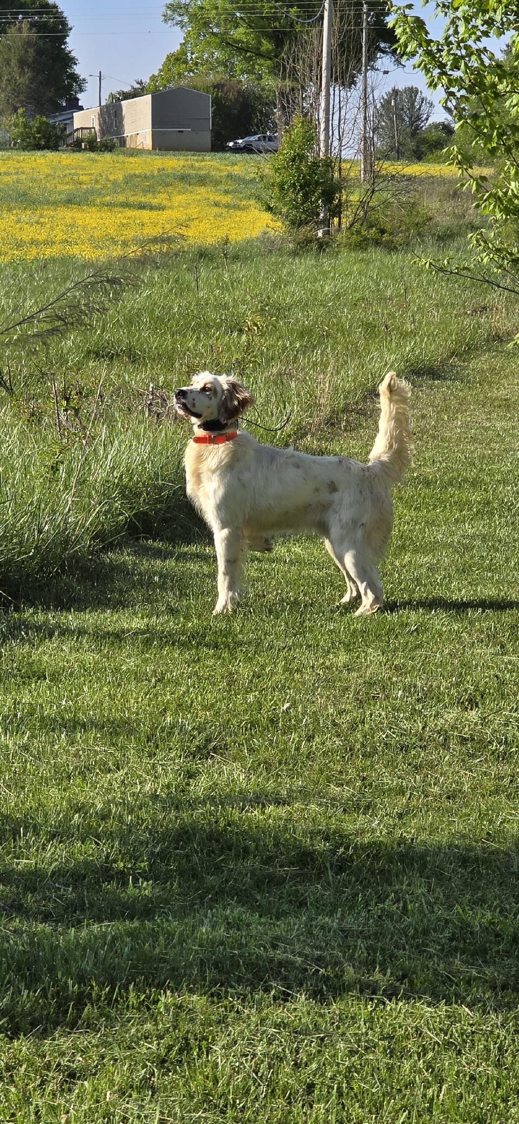 nsw setter