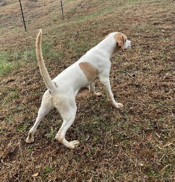 English Pointer