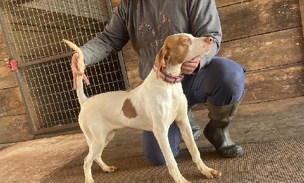 LESTER’S STORM SURGE / DOMINATORS REBEL HEIR English Pointer