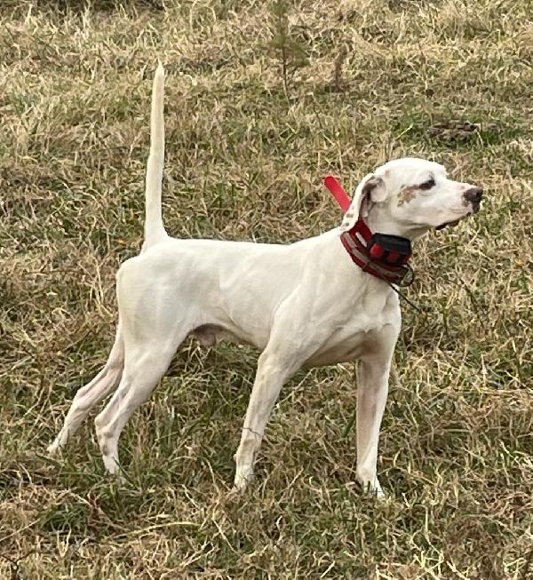 BROKE MALE POINTER English Pointer