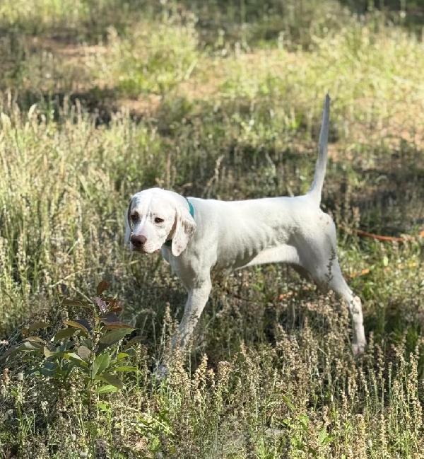 English Pointer
