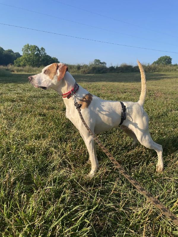 English Pointer