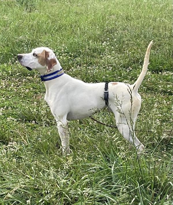 English Pointer