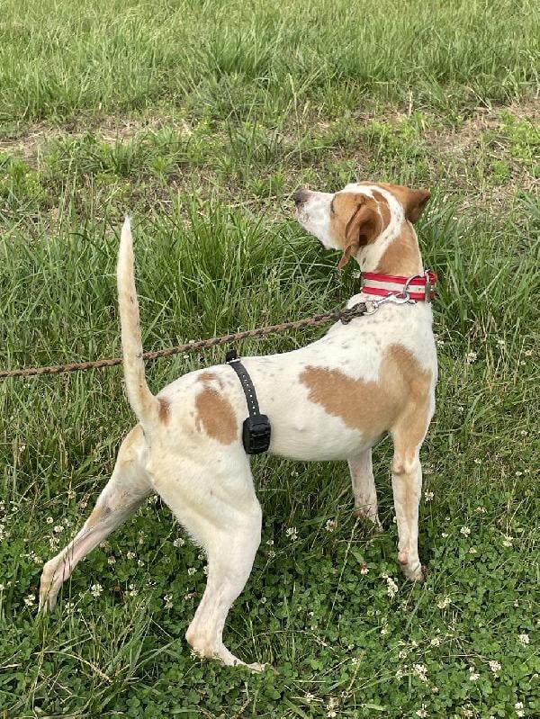 English Pointer