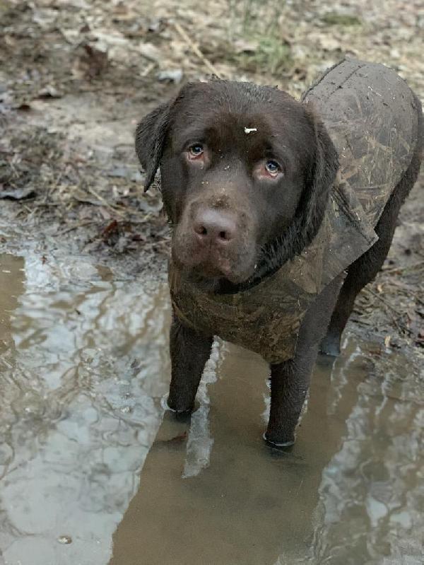 British Labrador Retriever