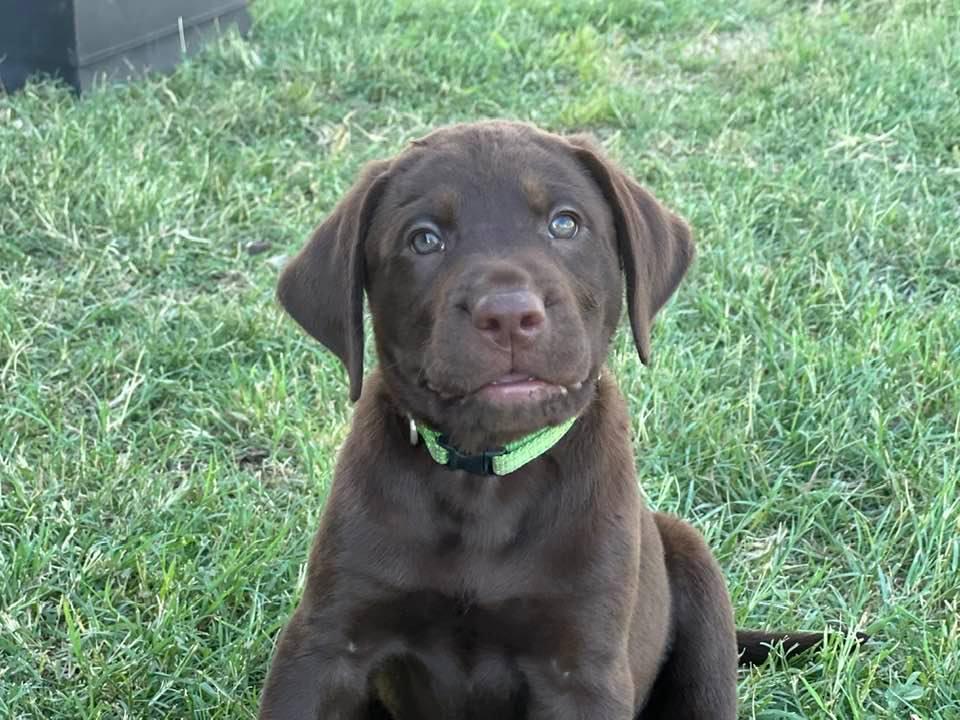 CHOCOLATE LAB PUPPY - GREEN COLLAR BOY