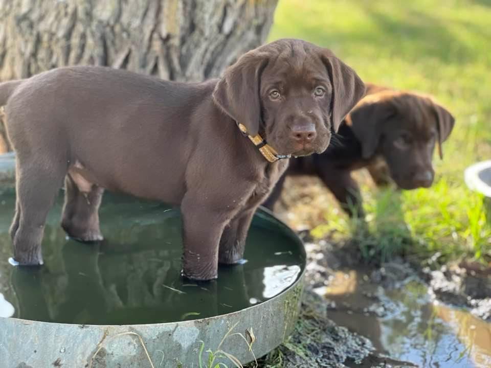 CHOCOLATE MALE LAB PUPPY TAN COLLAR BOY
