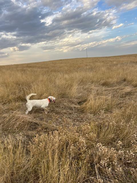 English Setter