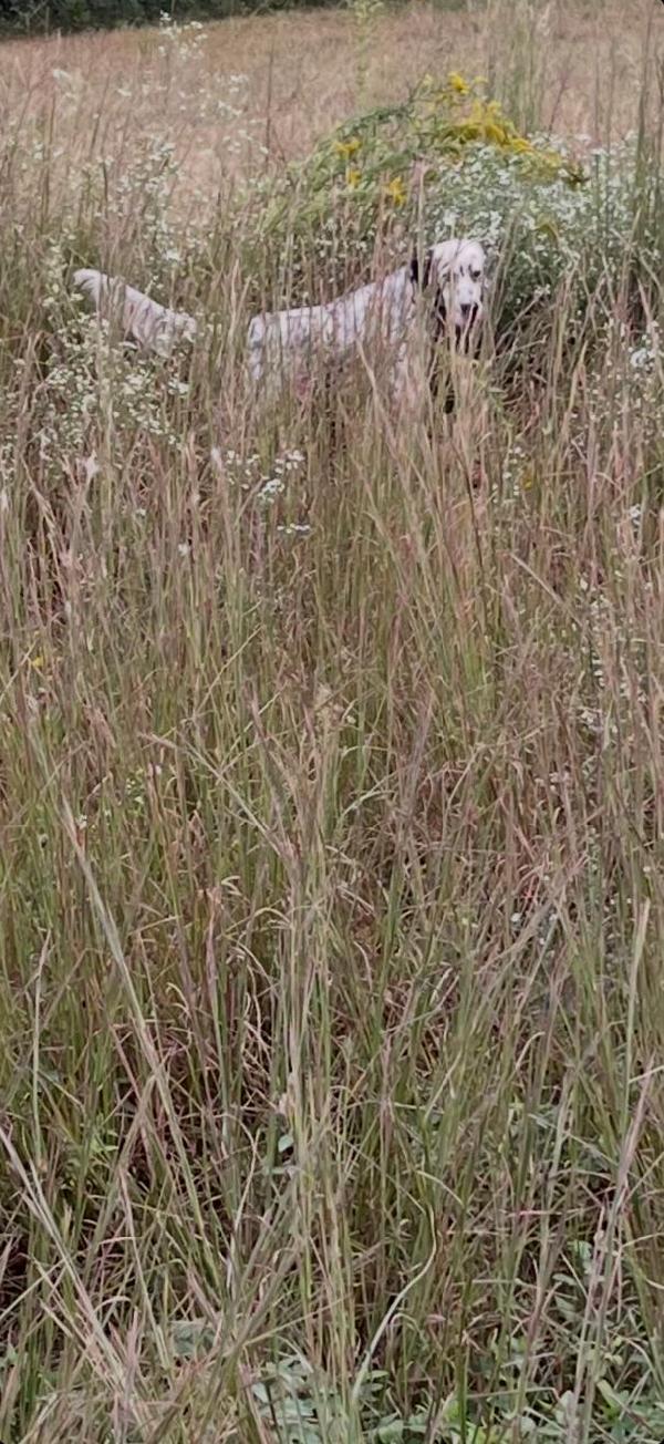 MALE SETTER 10 MONTHS OLD English Setter