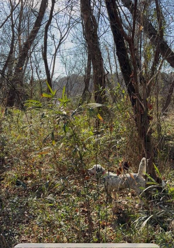 MALE SETTER 10 MONTHS OLD English Setter