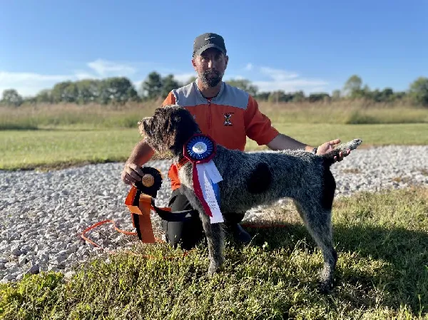 Wirehaired Pointing Griffon