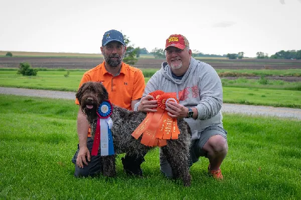 Wirehaired Pointing Griffon