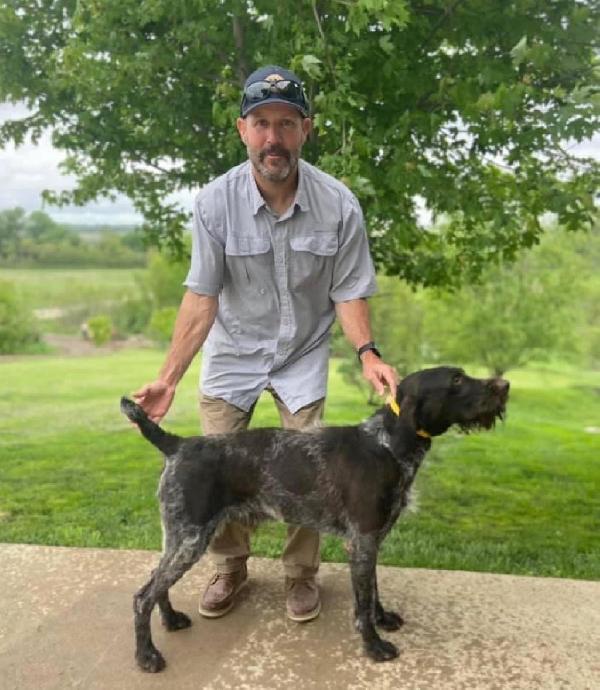 German Wirehaired Pointer