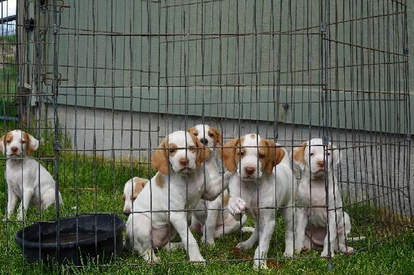 English Pointer