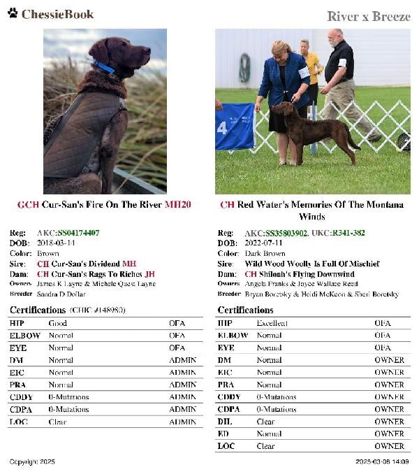 Chesapeake Bay Retriever