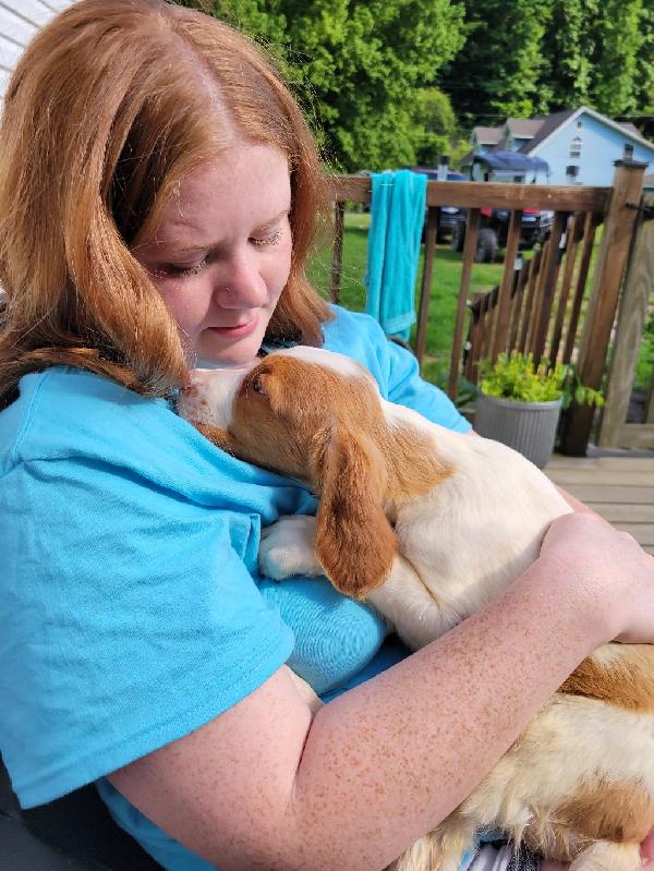 NOLANS LAST BULLET/GAMBLERS ACE/ BEANS BLAZE American Brittany