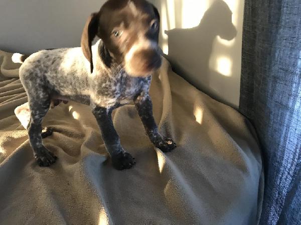 Akc German Shorthaired Pups For Sale