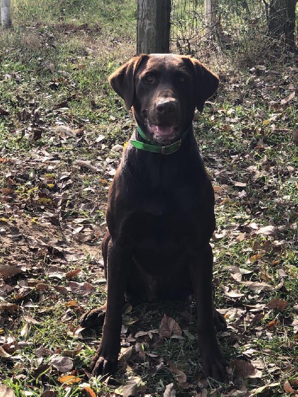 AKC CHOCOLATE LAB PUPPIES