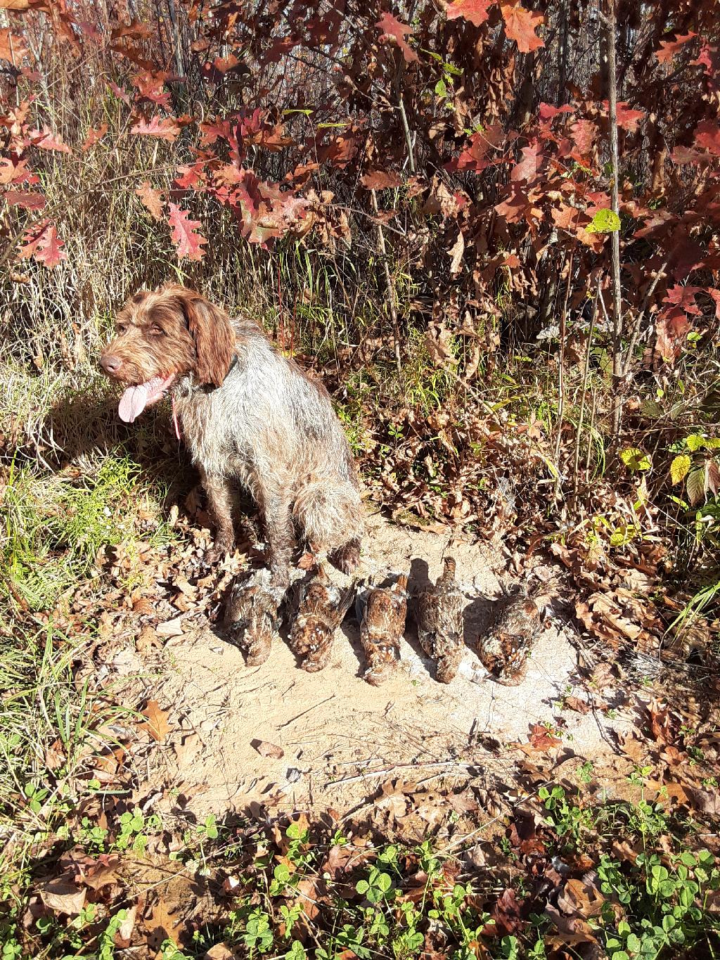 EXPERIENCED GWP FOR SALE