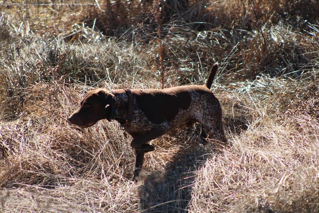 AKERS BENELLI BOOMER German Shorthaired Pointer