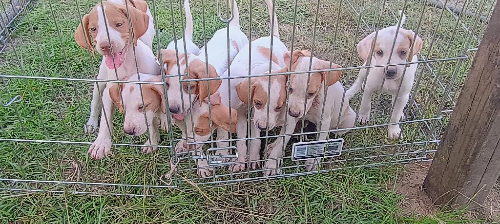 ENGLISH POINTER PUPS English Pointer
