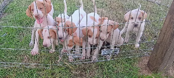 ENGLISH POINTER PUPS English Pointer