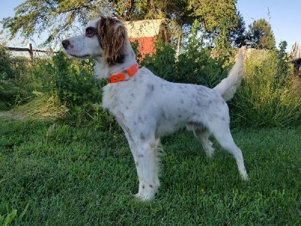 English Setter