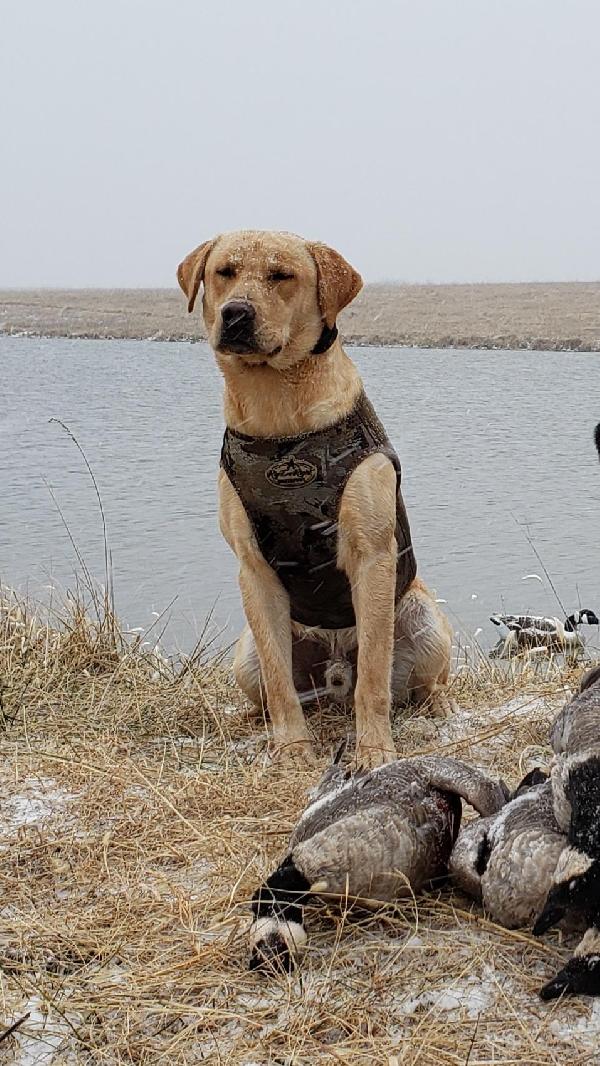 Labrador Retriever