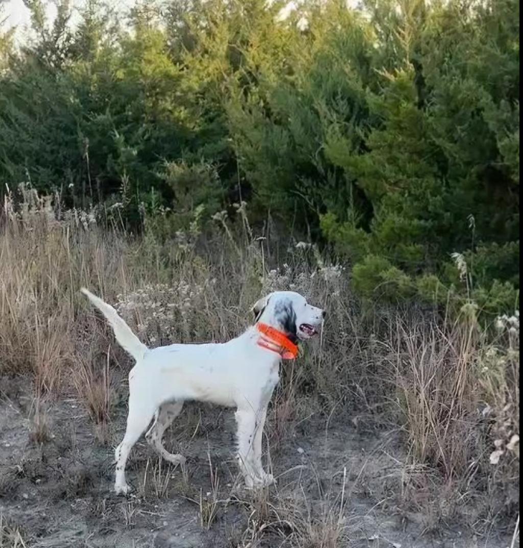 FEMALE SETTER English Setter