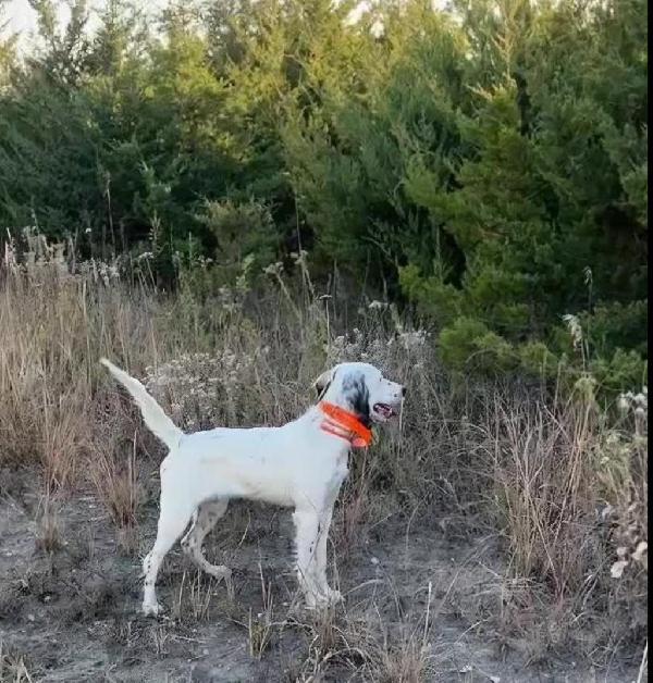 FEMALE SETTER English Setter