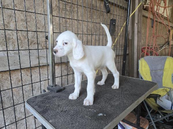 English Setter