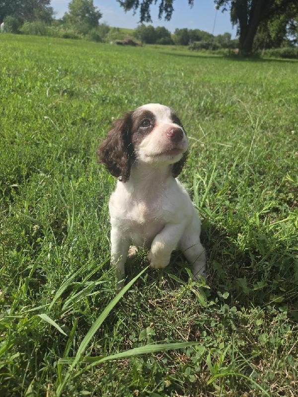 English Cocker Spaniel
