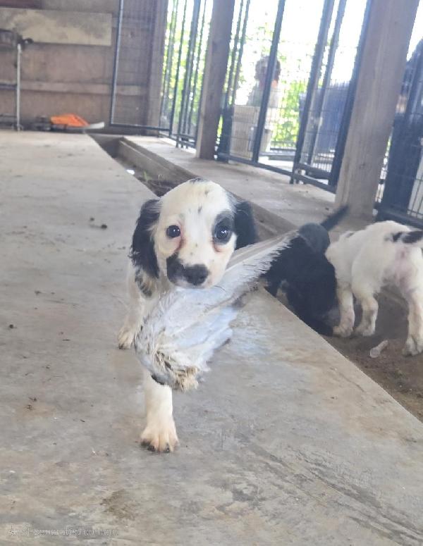 English Cocker Spaniel