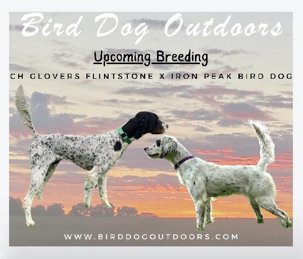 English Setter