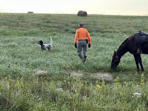 English Setter
