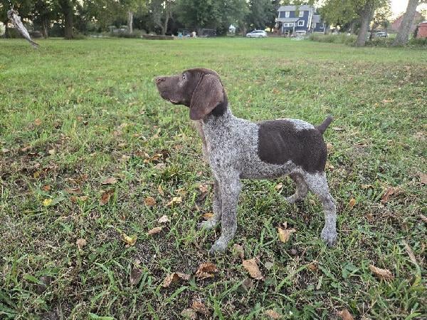 German Shorthaired Pointer
